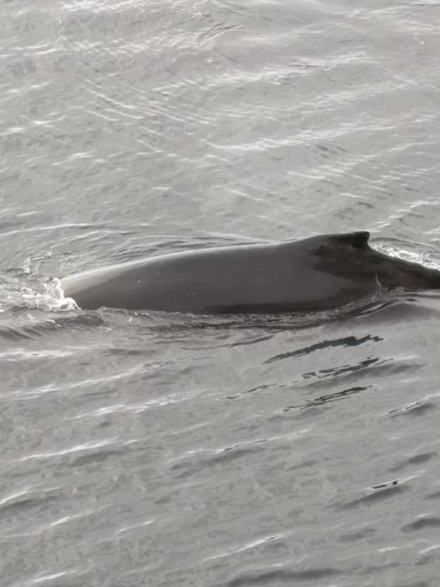 82786355_10158141693905921_2766714328882085888_n