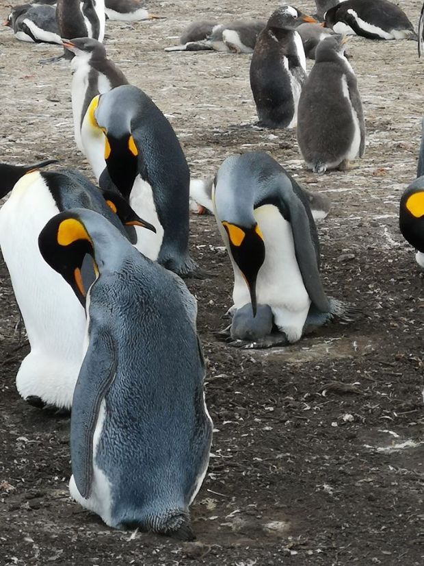 83517931_10158152171285921_7252391233820033024_o